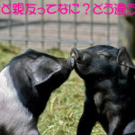 友達と親友ってなに?どう違うの?